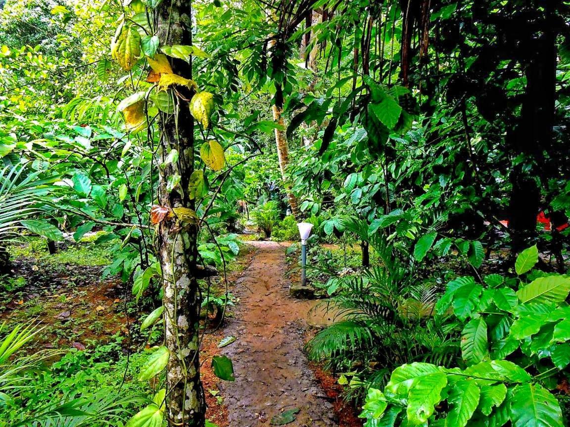 Wooden Cottages Glen Wayanad Meppadi Luaran gambar
