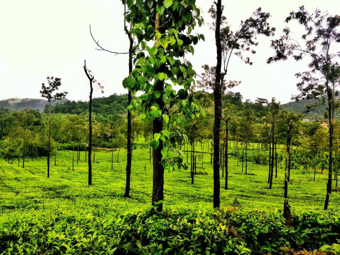 Wooden Cottages Glen Wayanad Meppadi Luaran gambar