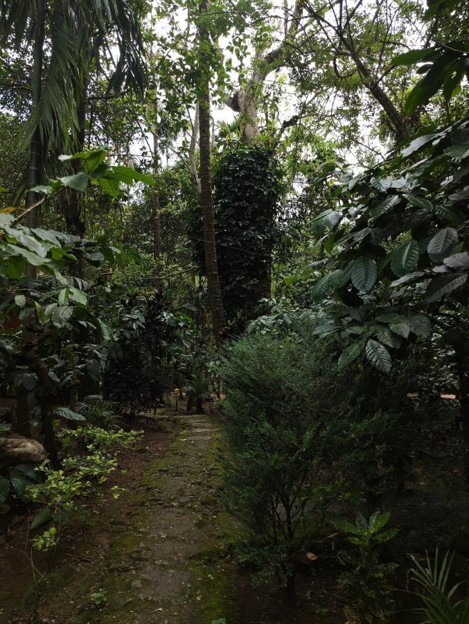 Wooden Cottages Glen Wayanad Meppadi Luaran gambar