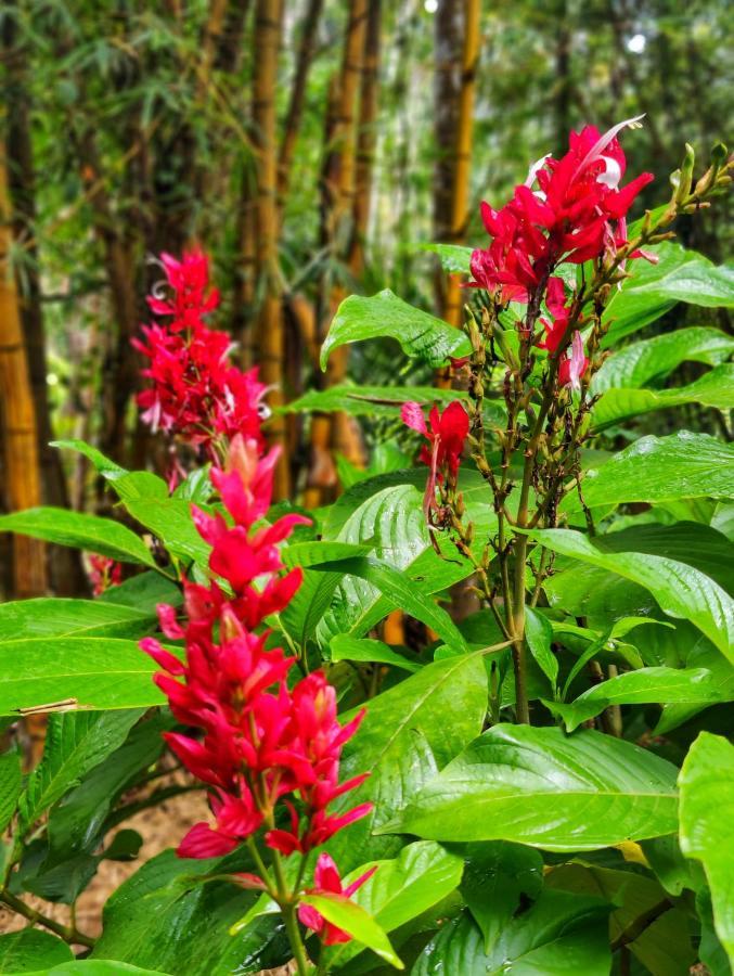 Wooden Cottages Glen Wayanad Meppadi Luaran gambar